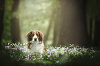 Kooikerhondje portrait