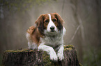 lying Kooikerhondje