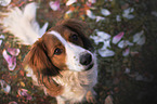 sitting Kooikerhondje