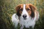 sitting Kooikerhondje