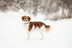 Kooikerhondje