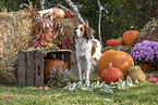 Kooikerhondje in autumn