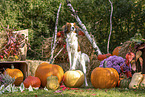 Kooikerhondje in autumn