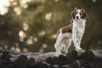 Kooikerhondje