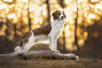 Kooikerhondje