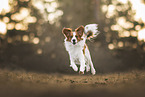 Kooikerhondje