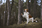 Kooikerhondje