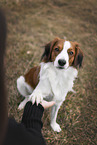 Kooikerhondje