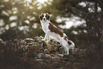 Kooikerhondje