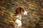 young Kooikerhondje