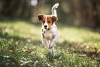 young Kooikerhondje