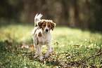 young Kooikerhondje