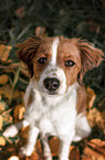 young Kooikerhondje
