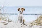 Kooikerhondje Puppy