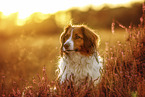 Kooikerhondje in summer