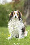 adult Kooikerhondje