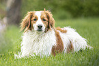 adult Kooikerhondje