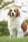 adult Kooikerhondje