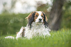 adult Kooikerhondje