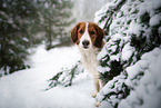 male Kooikerhondje