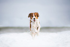 male Kooikerhondje