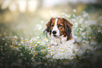 male Kooikerhondje