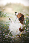 male Kooikerhondje