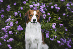 Kooikerhondje in summer