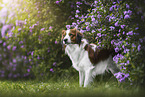 Kooikerhondje in summer