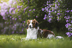 Kooikerhondje in summer