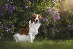 Kooikerhondje in summer