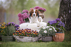 Kooikerhondje