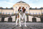 male Kooikerhondje