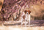young Kooikerhondje