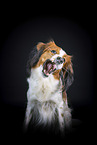 Kooikerhondje in studio