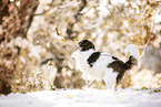 Kooikerhondje in winter