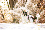 Kooikerhondje in winter