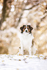 Kooikerhondje in winter