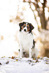 Kooikerhondje in winter
