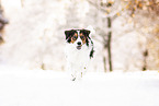 Kooikerhondje in winter