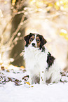 Kooikerhondje in winter