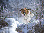 Kooikerhondje in winter