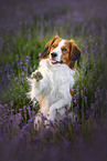 Kooikerhondje