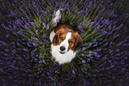 Kooikerhondje