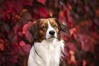 Kooikerhondje