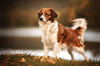 Kooikerhondje