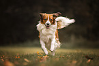 Kooikerhondje