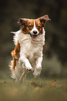 Kooikerhondje