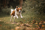Kooikerhondje