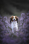 Kooikerhondje